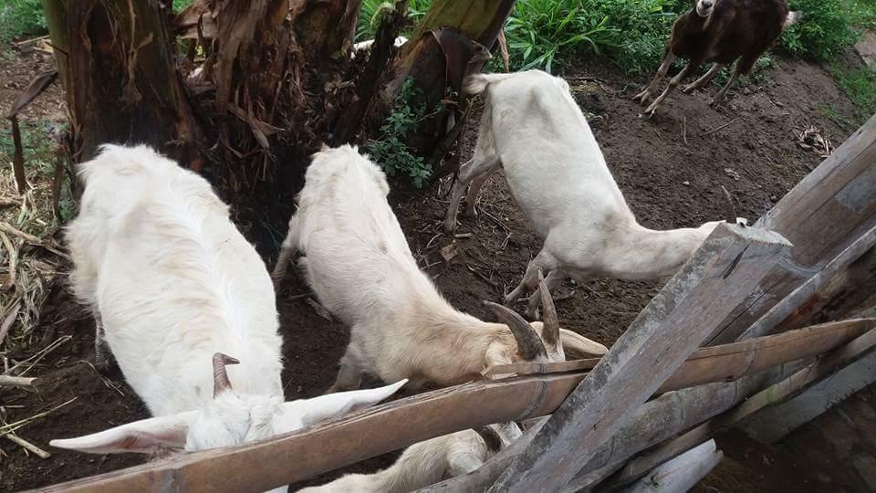 Finca El Diamante Villa Calarcá Eksteriør billede