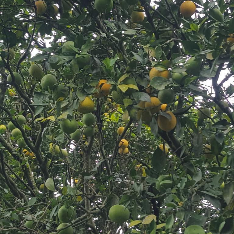 Finca El Diamante Villa Calarcá Eksteriør billede