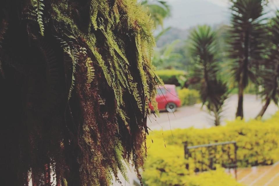 Finca El Diamante Villa Calarcá Eksteriør billede